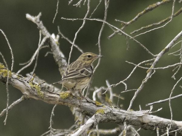 Boomleeuwerik (Lullula arborea)